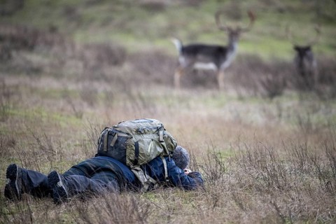 A photographer lies in a meadow and observes two fallow deer (Dama dama) in a natural environment,
