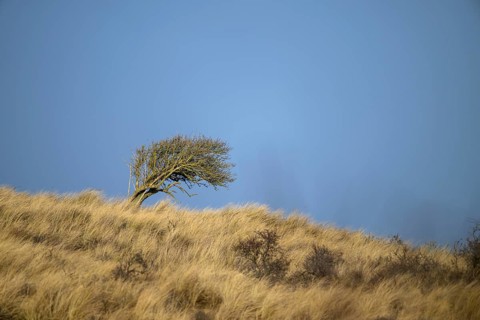 A lonely tree bush leaning in the wind on a grassy slope under clear blue sky, Amsterdamse