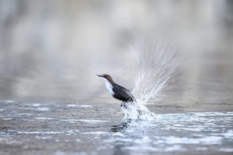A dipper (Cinclus cinclus) flies up from the water of a stream, splashing a lot of water upwards,