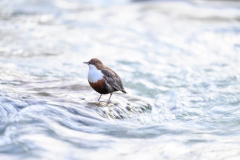 A dipper (Cinclus cinclus) sits singing in the flowing water of a river, East Westphalia, North