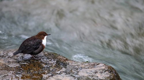 A dipper (Cinclus cinclus) sitting on the edge of a smooth rock in a river, East Westphalia, North