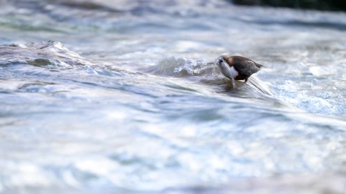A dipper (Cinclus cinclus) stands in flowing water above its beak splashing water surrounded by
