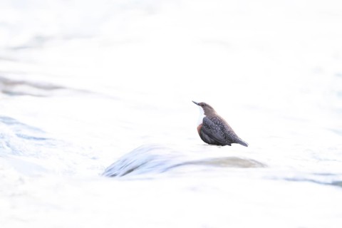 A dipper (Cinclus cinclus) sitting on a stone in the water surrounded by bright light High Key