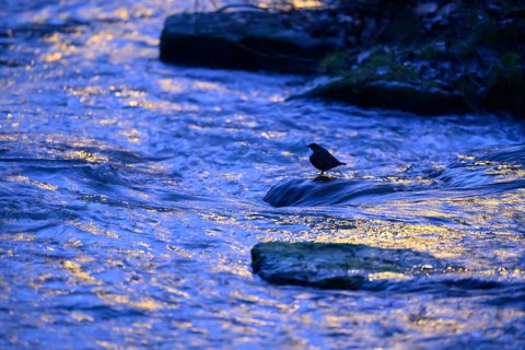 A dipper (Cinclus cinclus) stands on a rock in the water at dusk, surrounded by the blue light of