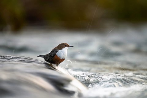 A dipper (Cinclus cinclus) sits relaxed on a rock at the edge of a river, surrounded by splashing