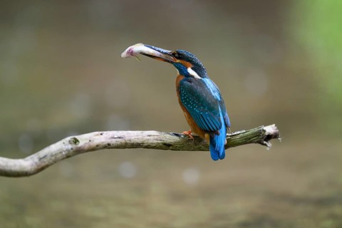 A kingfisher (Alcedo atthis) sitting on a branch above the water with a caught fish in its beak,