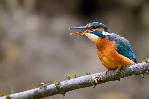 A kingfisher (Alcedo atthis) on a branch above a river in daylight gobbling down a fish on a branch