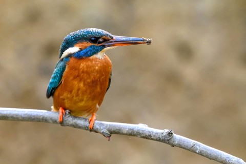 A female kingfisher (Alcedo atthis) sitting on a branch with soil on its beak Langenberg, North