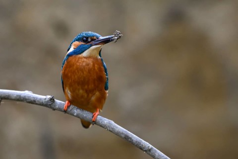 A male kingfisher (Alcedo atthis) sitting on a branch with soil on its beak Langenberg, North