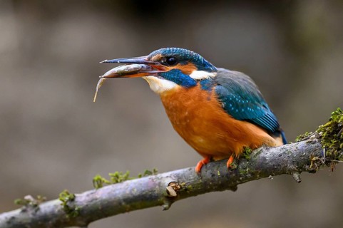 A kingfisher (Alcedo atthis) on a branch above a river in daylight with prey in its beak sitting
