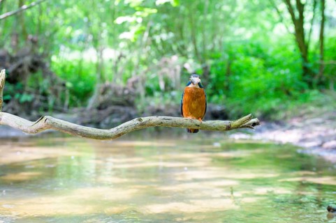 A kingfisher (Alcedo atthis) sits on a branch above a river in a green wooded area in daylight,