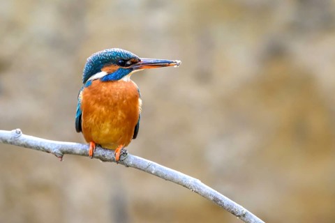 A kingfisher (Alcedo atthis) on a branch above a river in daylight its magnificent plumage stands