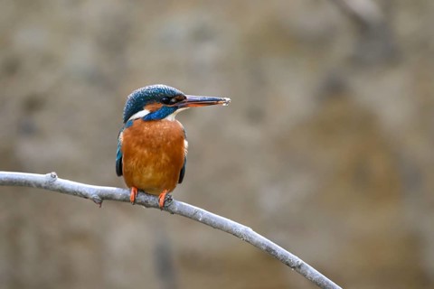 A kingfisher (Alcedo atthis) with a fish in its beak sits on a branch above a river in daylight its