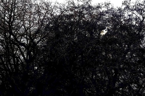 A Great Egret (Egretta alba) sits majestically in a dark tree with branched branches, Dümmer nature