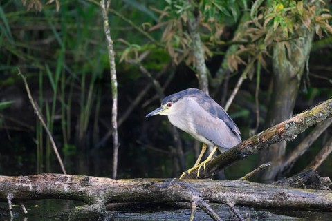 A night heron (Nycticorax nycticorax) sits on the shore of a quiet pond, surrounded by green
