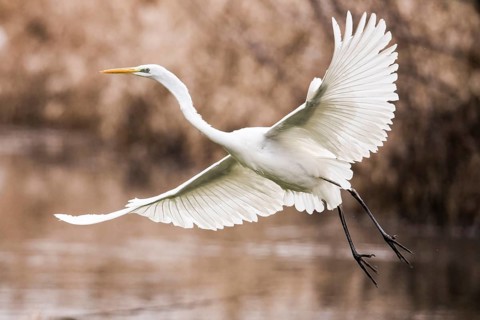 A white egret (Egretta alba) flies elegantly over the water in a natural environment surrounded by