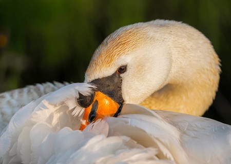 A Mute Swan (Cygnus olor) cuddles its face into its white feathers, soft light and calm expression,