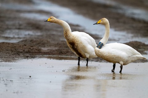 Two whooper swans (Cygnus cygnus) one marked with a neck ring stretching its wings in a natural