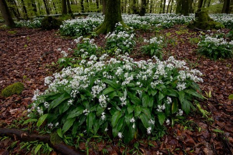 Wild garlic blossom (Allium ursinum) on the forest floor in a beech forest (Fagus sylvatica) in the