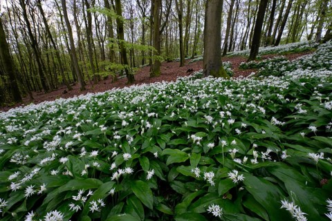 Wild garlic blossom (Allium ursinum) on the forest floor in a beech forest (Fagus sylvatica) in the
