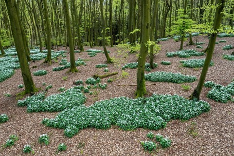 A green beech forest in spring at the time of the wild garlic blossom (Allium ursinum) on the