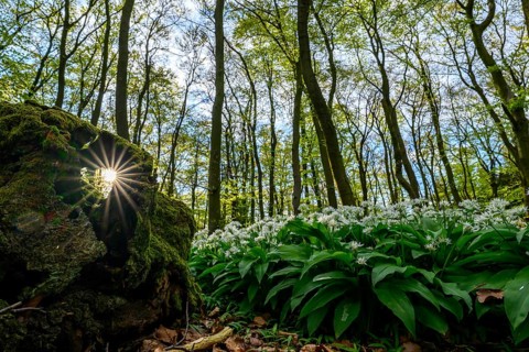 Wild garlic blossom (Allium ursinum) on the forest floor in a beech forest (Fagus sylvatica) in the