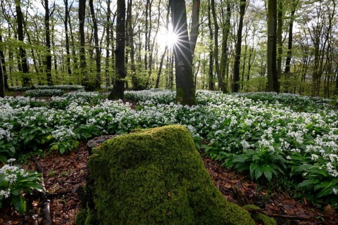 Wild garlic blossom (Allium ursinum) on the forest floor in a beech forest (Fagus sylvatica) in the