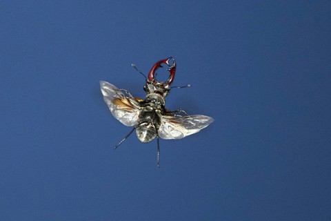 Close-up of a flying stag beetle (Lucanus cervus) with recognisable wings in front of a blue sky,