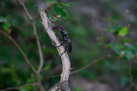 Stag beetle (Lucanus cervus), sitting on a branch in green surroundings, Dammer Berge, Damme, Lower