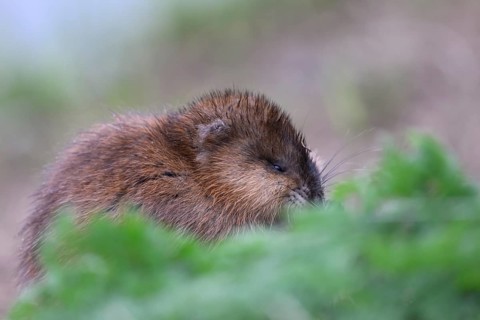 A muskrat (Ondatra zibethicus) surrounded by grass, Dümmerniederung nature park Park, Lower Saxony,