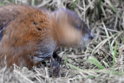 A muskrat (Ondatra zibethicus) with brownish fur, motionless, Dümmerniederung nature park Park,