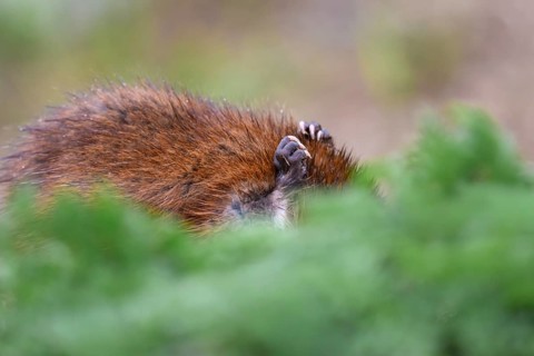 A muskrat (Ondatra zibethicus) with brownish fur hiding behind green foliage, Dümmerniederung