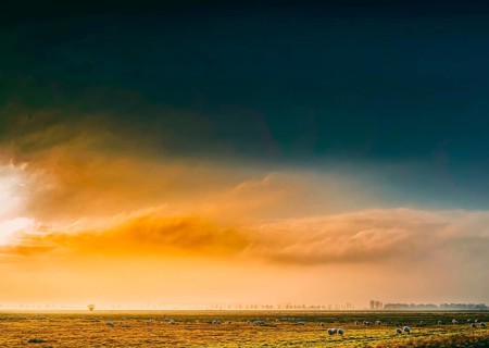The photo shows a peaceful scene in rich saturated colors in Ochsenmoor, Germany. A flock of sheep