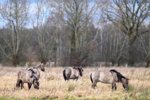 Koniks Konik horses (Equus ferus caballus) Group of horses on a winter pasture with bare trees in