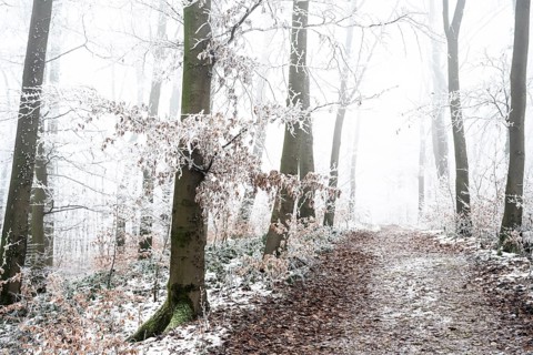 Snow-covered beech forest (Fagus sylvatica) on the Hermannsweg, Terra Vita nature park Park, Dissen