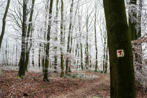 Snow-covered beech forest (Fagus sylvatica) on the Hermannsweg with T markings for Teuto loops,