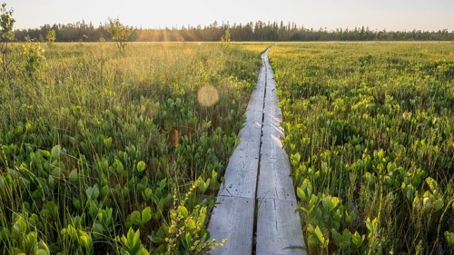 Holzpfad Bohlenweg Holzsteg leads across extensive moors, hiking area near Rovaniemi, Saarenkylä,