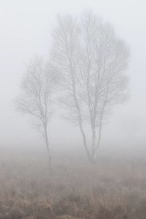 Birches (Betula pendula) in the fog in the moor, Emsland, Lower Saxony, Germany
