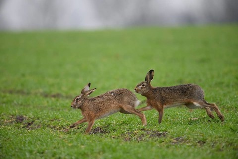 Two brown hares (Lepus europaeus) run across a green meadow. A male hare drives a female hare. The
