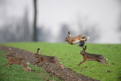 Four brown hares (Lepus europaeus) in motion, one jumping up, dynamic scene outdoors, Dümmer nature