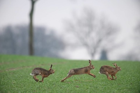 Three brown hares (Lepus europaeus) run across a green meadow. Two male hares are being driven by a