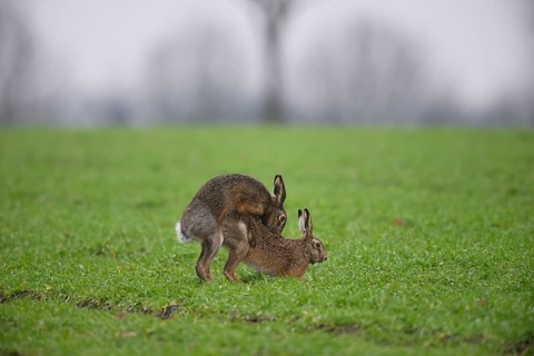 Two brown hares hares (Lepus europaeus) in a meadow in a mating ritual on green grass copula hare