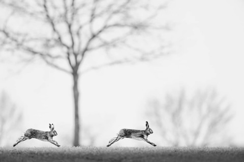 Two brown hares hares (Lepus europaeus) in black and white, running quickly side by side across the