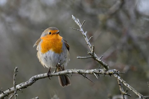 A robin (Erithacus rubecula) sitting on a bare thorn branch in a winter bush, Zuid Duinen,