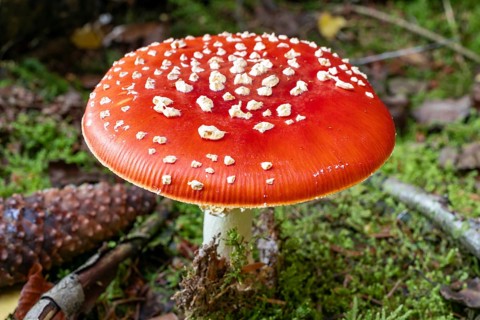 Close-up of a fly agaric (Amanita muscaria) with a red, white speckled cap on the mossy ground of a