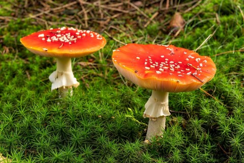 Close-up of two fly agarics (Amanita muscaria) with red, white speckled cap on the mossy ground of