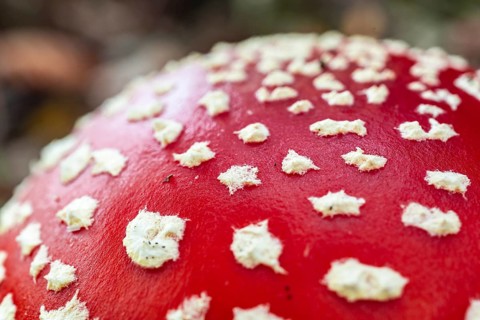 Close-up or macro photograph of the red, white speckled cap of a fly agaric (Amanita muscaria),