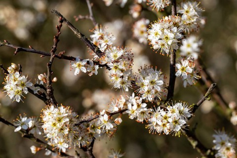 Close-up of the branches of flowering blackthorn or blackthorn (Prunus spinosa) in sunlight,