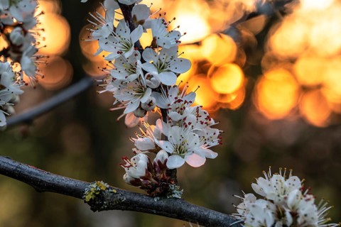 Close-up of the branches of flowering blackthorn or blackthorn (Prunus spinosa), backlight shot
