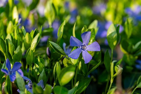 Close-up of Lesser periwinkle (Vinca minor) with blue-violet flowers in spring, Germany